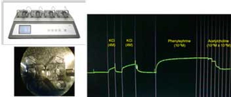 mesenteric artery endothelial function