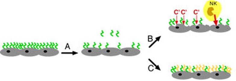 Model for DXS mediated EC protection